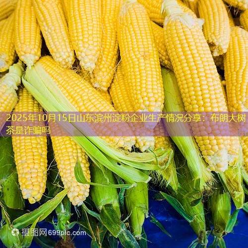 2025年10月15日山东滨州淀粉企业生产情况分享：布朗大树茶是诈骗吗