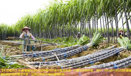 【4.20简讯】长春德惠松柏村改种情况不多分享到来源：中国玉米网作者：发布：2025年10月3日长春德惠松柏村改种情况不多：云茶云茯茶可信吗值得买吗