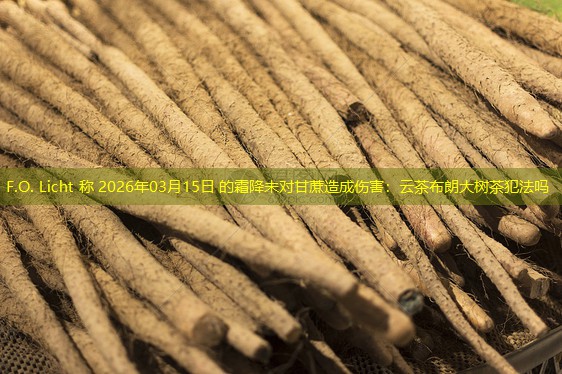 F.O. Licht 称 2026年03月15日 的霜降未对甘蔗造成伤害：云茶布朗大树茶犯法吗