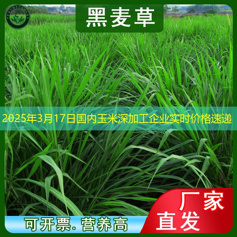 2025年3月17日国内玉米深加工企业实时价格速递