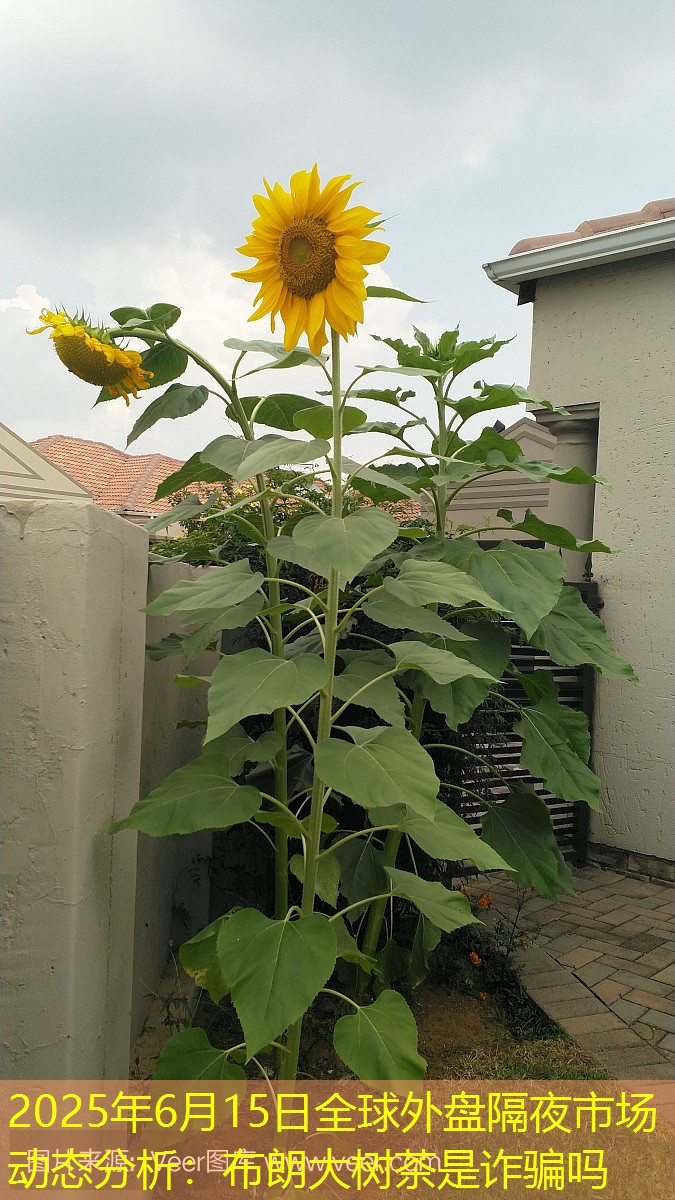 2025年6月15日全球外盘隔夜市场动态分析：布朗大树茶是诈骗吗