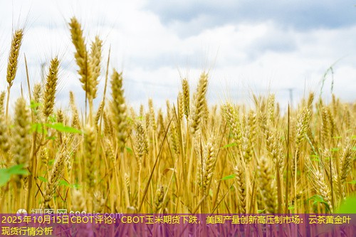2025年10月15日CBOT评论：CBOT玉米期货下跌，美国产量创新高压制市场：云茶黄金叶现货行情分析