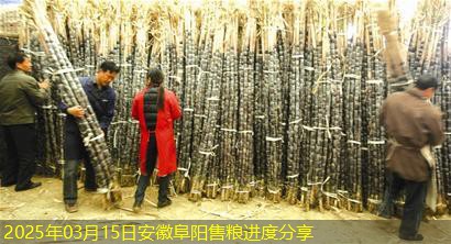 2025年03月15日安徽阜阳售粮进度分享