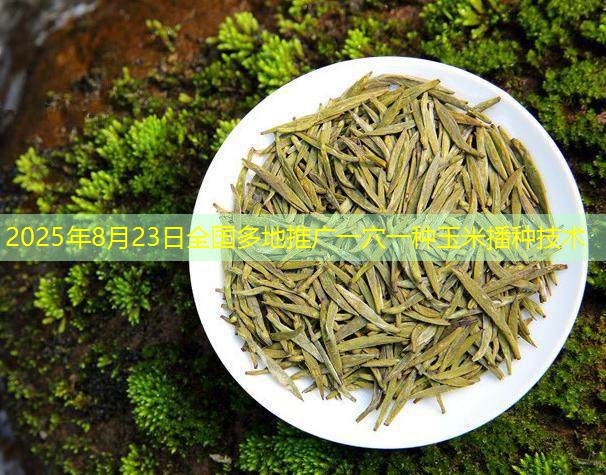 2025年8月23日全国多地推广一穴一种玉米播种技术