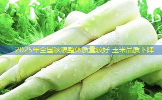 2025年全国秋粮整体质量较好 玉米品质下降