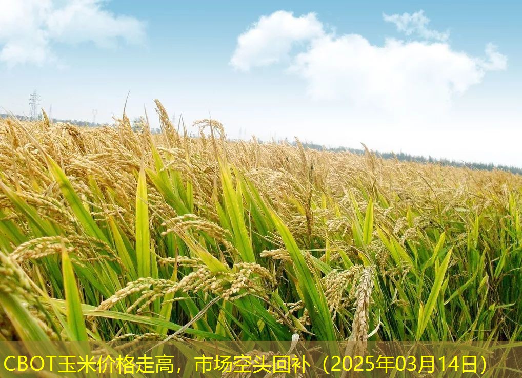 CBOT玉米价格走高，市场空头回补（2025年03月14日）
