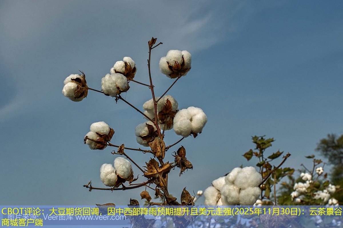CBOT评论：大豆期货回调，因中西部降雨预期提升且美元走强(2025年11月30日)