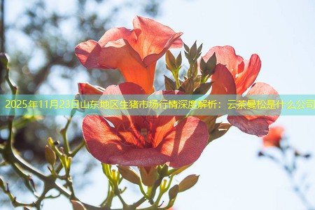 2025年11月23日山东地区生猪市场行情深度解析