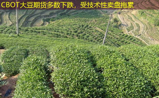 CBOT大豆期货多数下跌，受技术性卖盘拖累