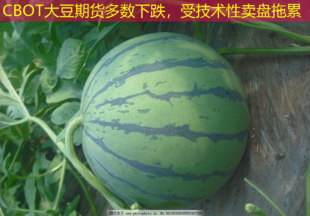 CBOT大豆期货多数下跌，受技术性卖盘拖累