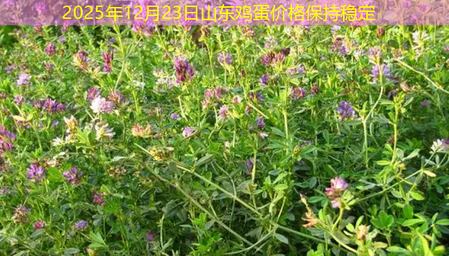 2025年12月23日山东鸡蛋价格保持稳定