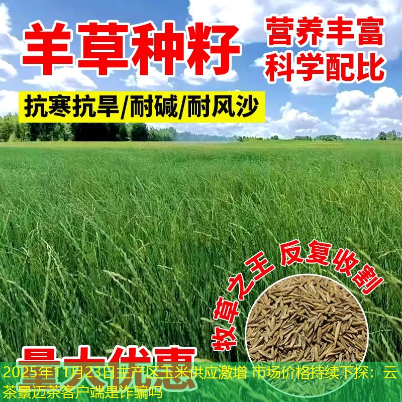 2025年11月23日主产区玉米供应激增 市场价格持续下探：云茶景迈茶客户端是诈骗吗