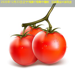 2025年12月23日辽宁鸡蛋价格稳中偏弱：云茶黄金叶茶现货