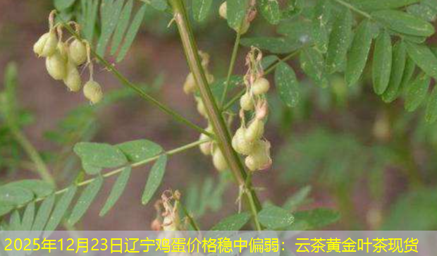 2025年12月23日辽宁鸡蛋价格稳中偏弱