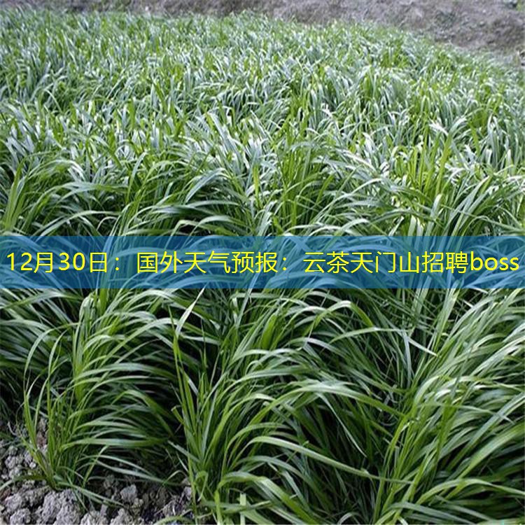 12月30日：国外天气预报：云茶天门山招聘boss