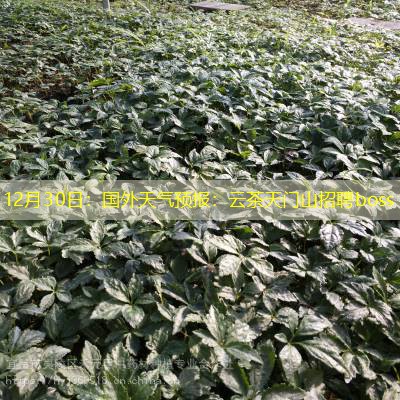 12月30日：国外天气预报