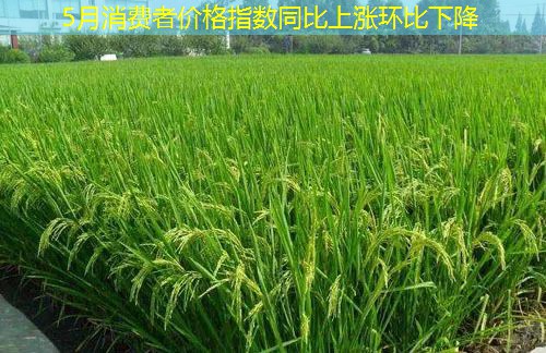 5月消费者价格指数同比上涨环比下降