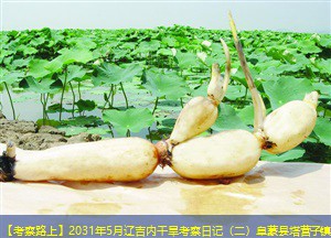 【考察路上】2031年5月辽吉内干旱考察日记（二）阜蒙县塔营子镇