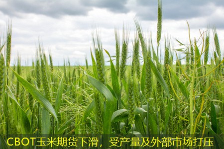 CBOT玉米期货下滑，受产量及外部市场打压