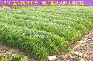 CBOT玉米期货下滑，受产量及外部市场打压