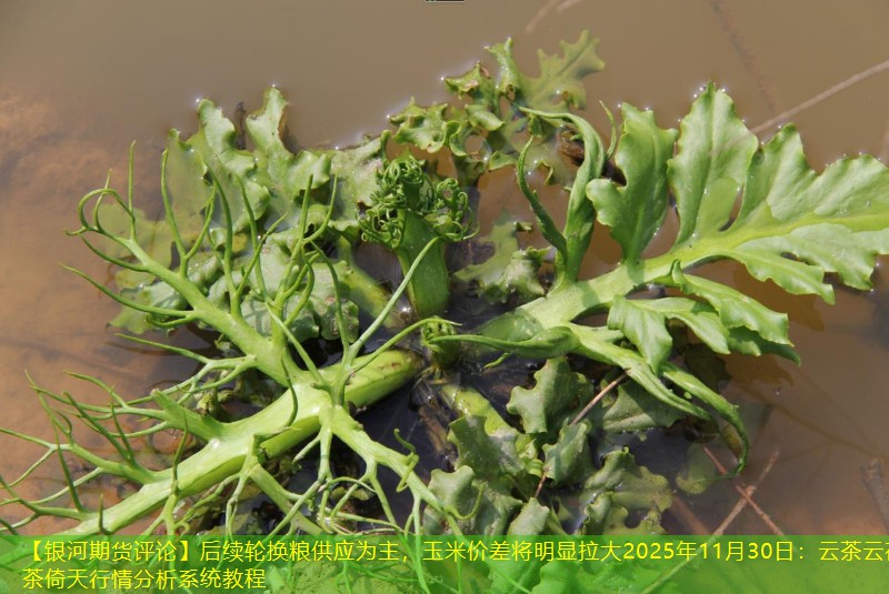 【银河期货评论】后续轮换粮供应为主，玉米价差将明显拉大2025年11月30日：云茶云茯茶倚天行情分析系统教程