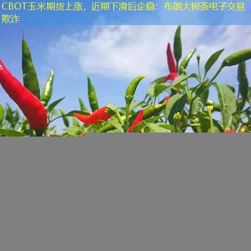 CBOT玉米期货上涨，近期下滑后企稳：布朗大树茶电子交易欺诈