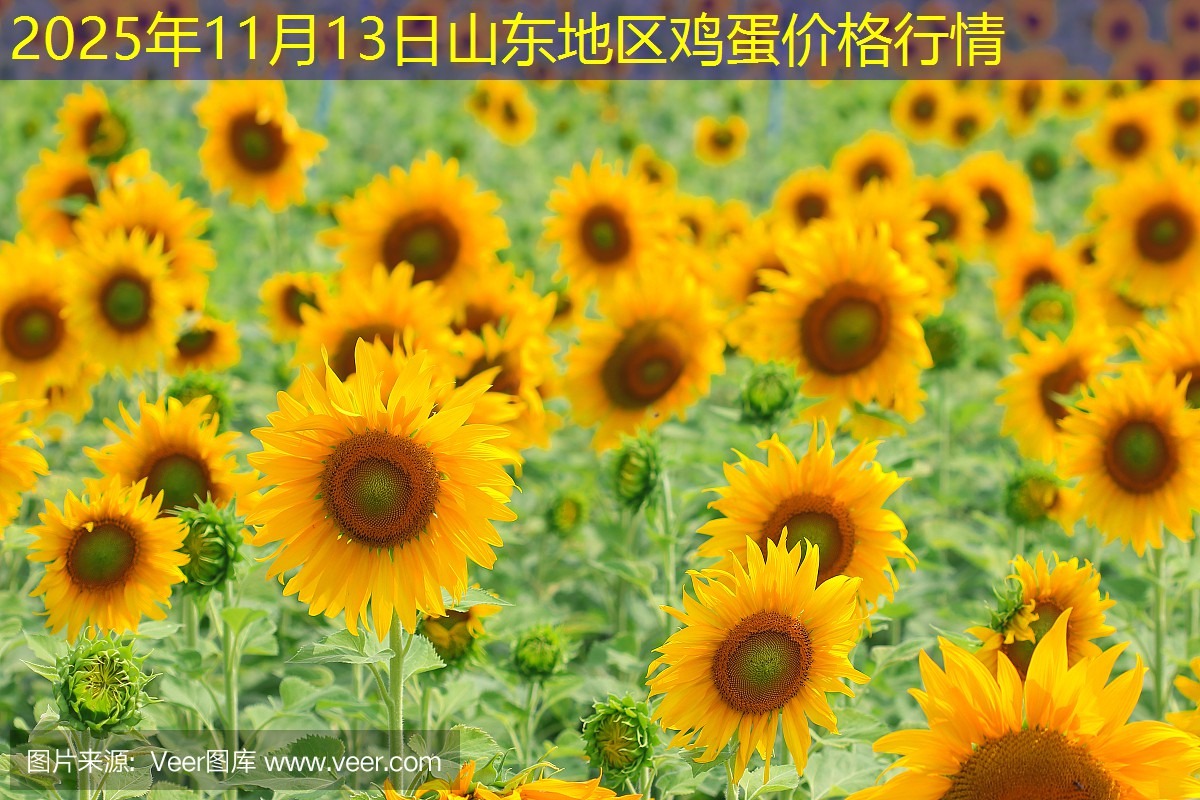 2025年11月13日山东地区鸡蛋价格行情