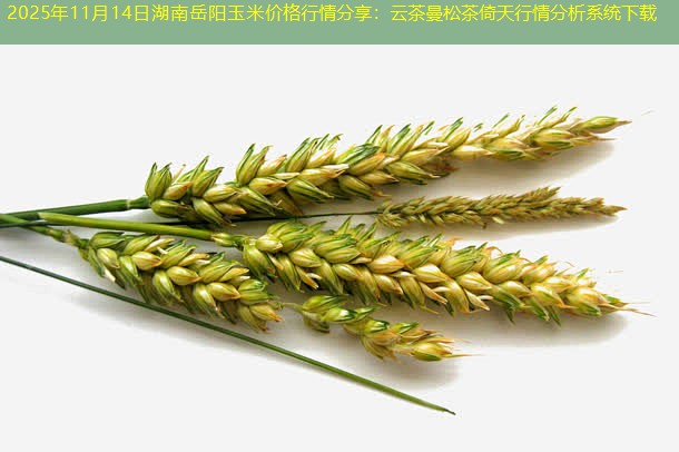 2025年11月14日湖南岳阳玉米价格行情分享：云茶曼松茶倚天行情分析系统下载