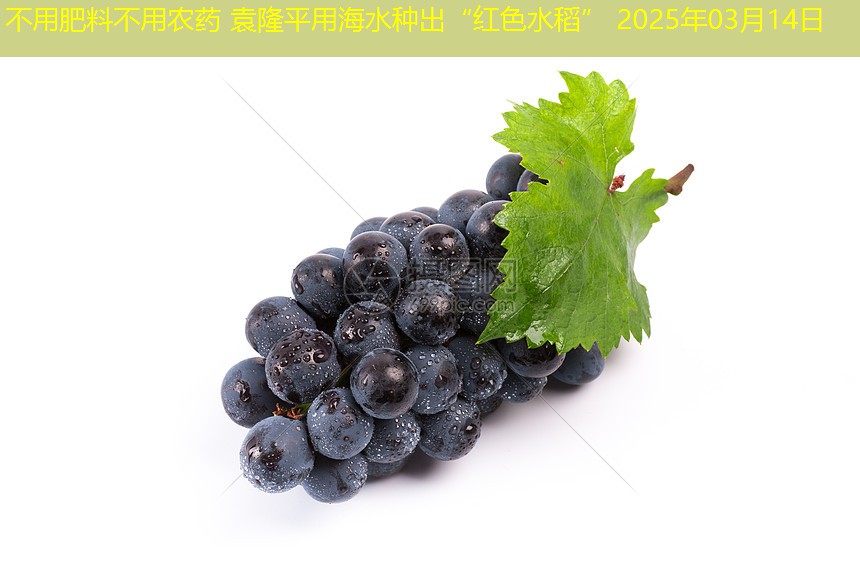 不用肥料不用农药 袁隆平用海水种出“红色水稻” 2025年03月14日