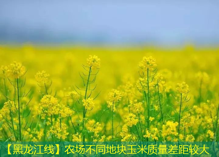 【黑龙江线】农场不同地块玉米质量差距较大