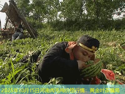 2025年10月15日河南肉毛鸡价格行情：黄金叶茶骗局