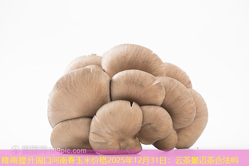 降雨提升周口河南春玉米价格2025年12月31日：云茶景迈茶合法吗