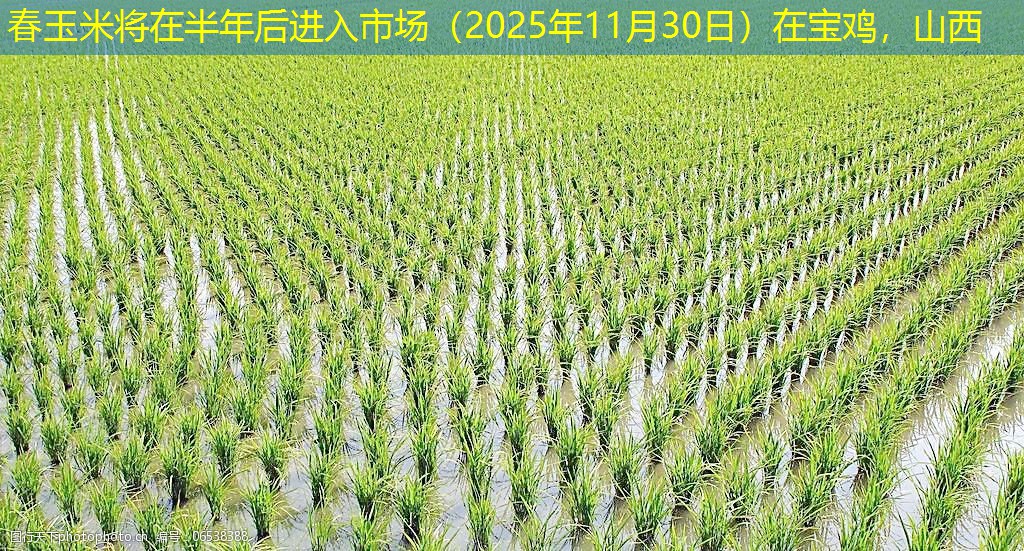 春玉米将在半年后进入市场（2025年11月30日）在宝鸡，山西