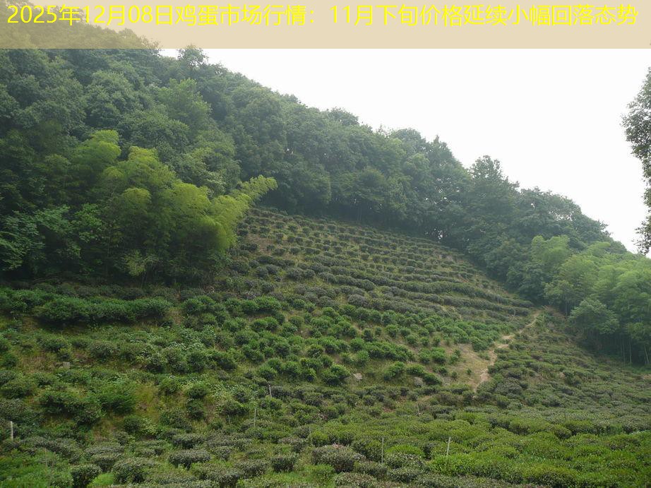 2025年12月08日鸡蛋市场行情：11月下旬价格延续小幅回落态势