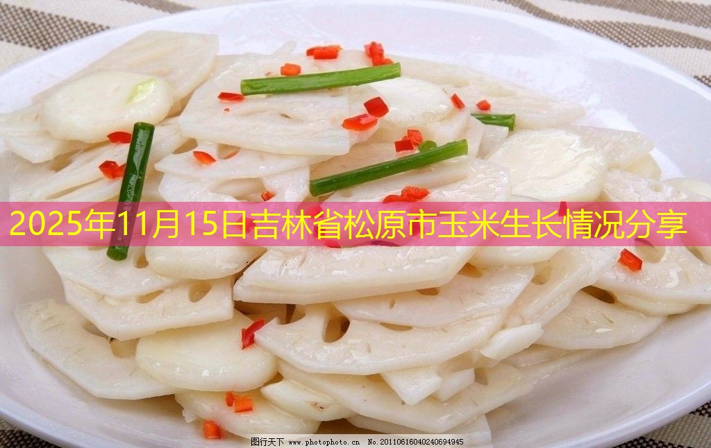 2025年11月15日吉林省松原市玉米生长情况分享