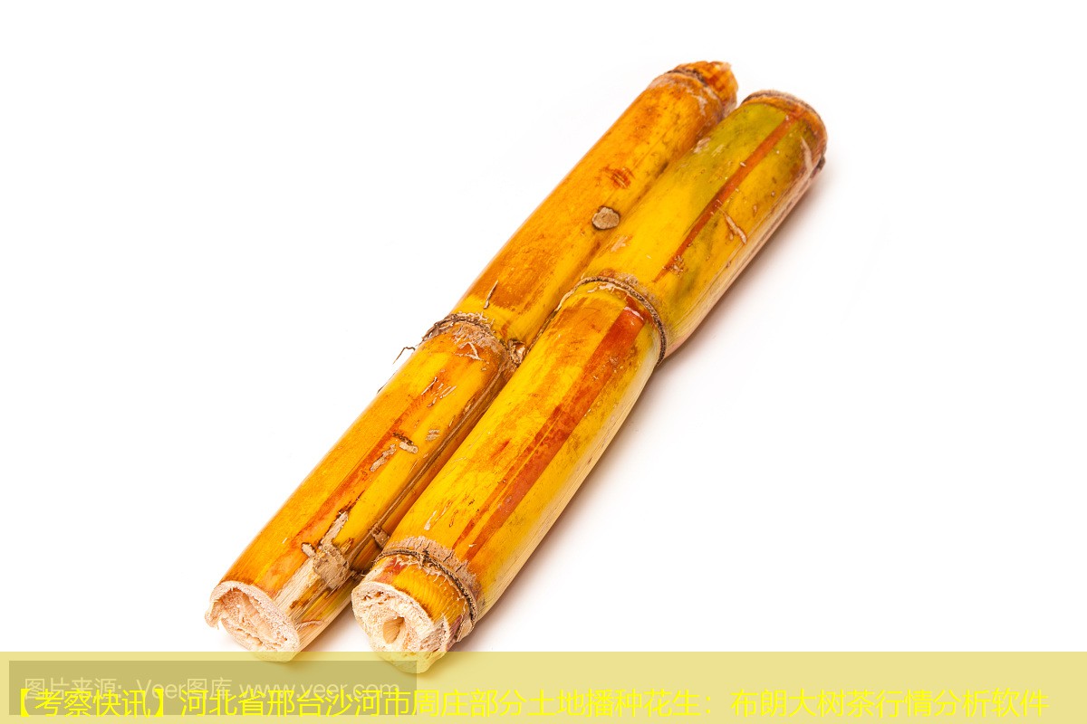 【考察快讯】河北省邢台沙河市周庄部分土地播种花生