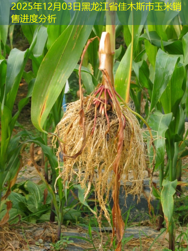2025年12月03日黑龙江省佳木斯市玉米销售进度分析