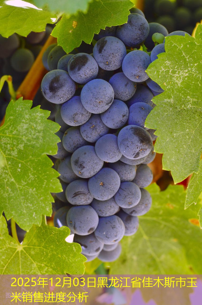 2025年12月03日黑龙江省佳木斯市玉米销售进度分析