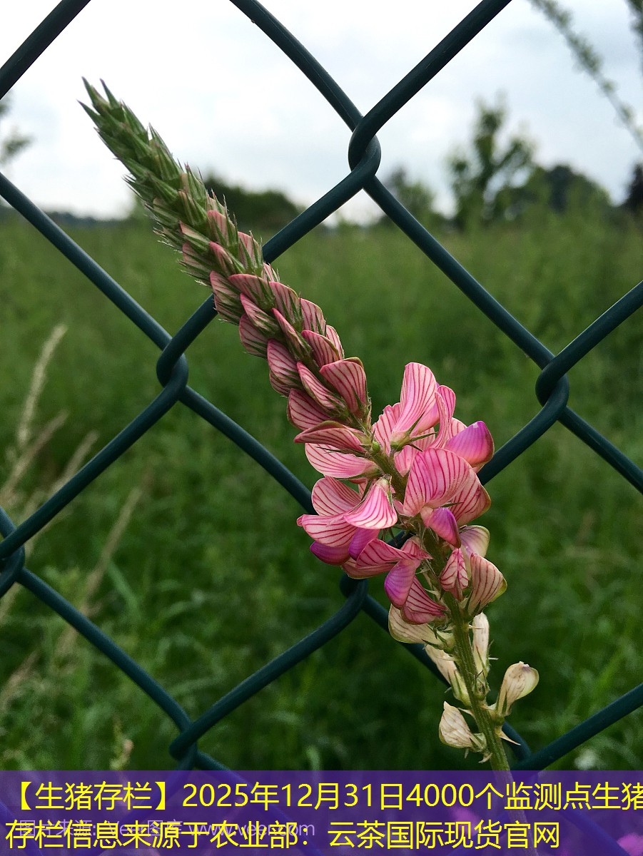 【生猪存栏】2025年12月31日4000个监测点生猪存栏信息来源于农业部：云茶国际现货官网