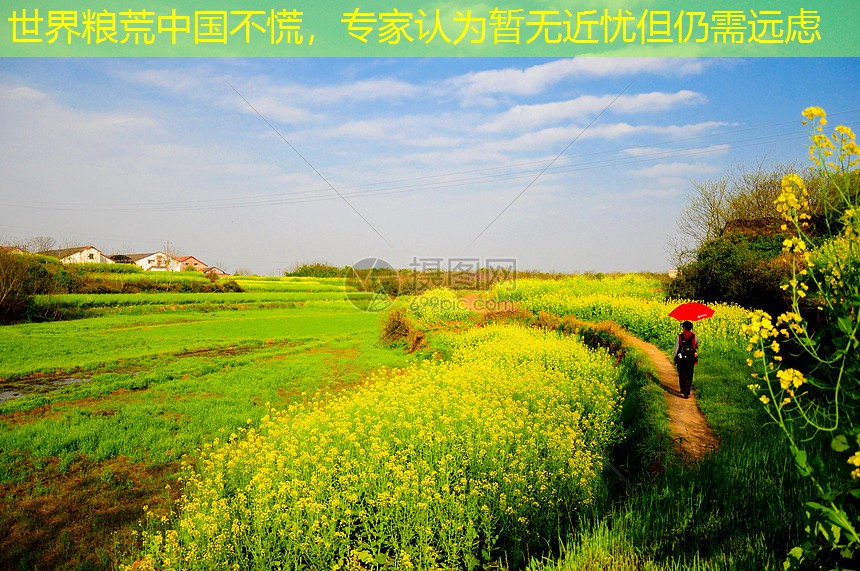 世界粮荒中国不慌，专家认为暂无近忧但仍需远虑