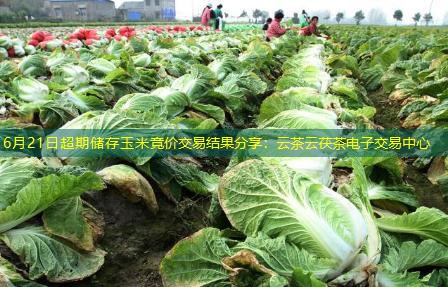 6月21日超期储存玉米竞价交易结果分享：云茶云茯茶电子交易中心