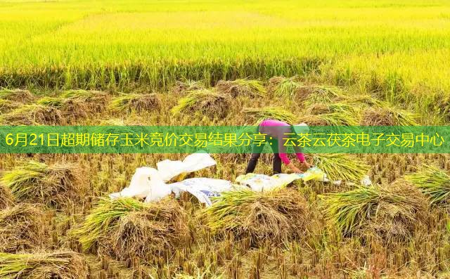 6月21日超期储存玉米竞价交易结果分享