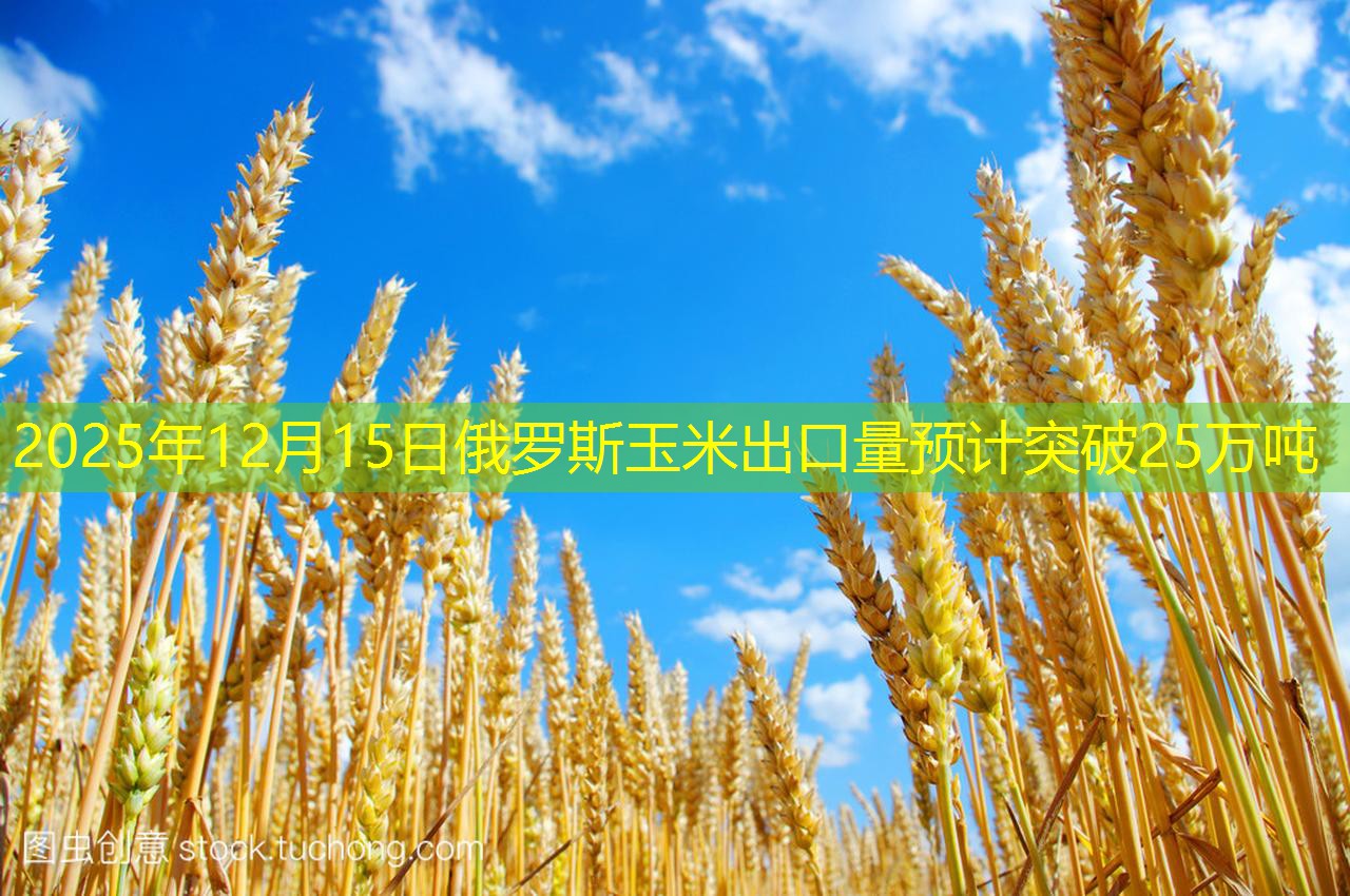 2025年12月15日俄罗斯玉米出口量预计突破25万吨