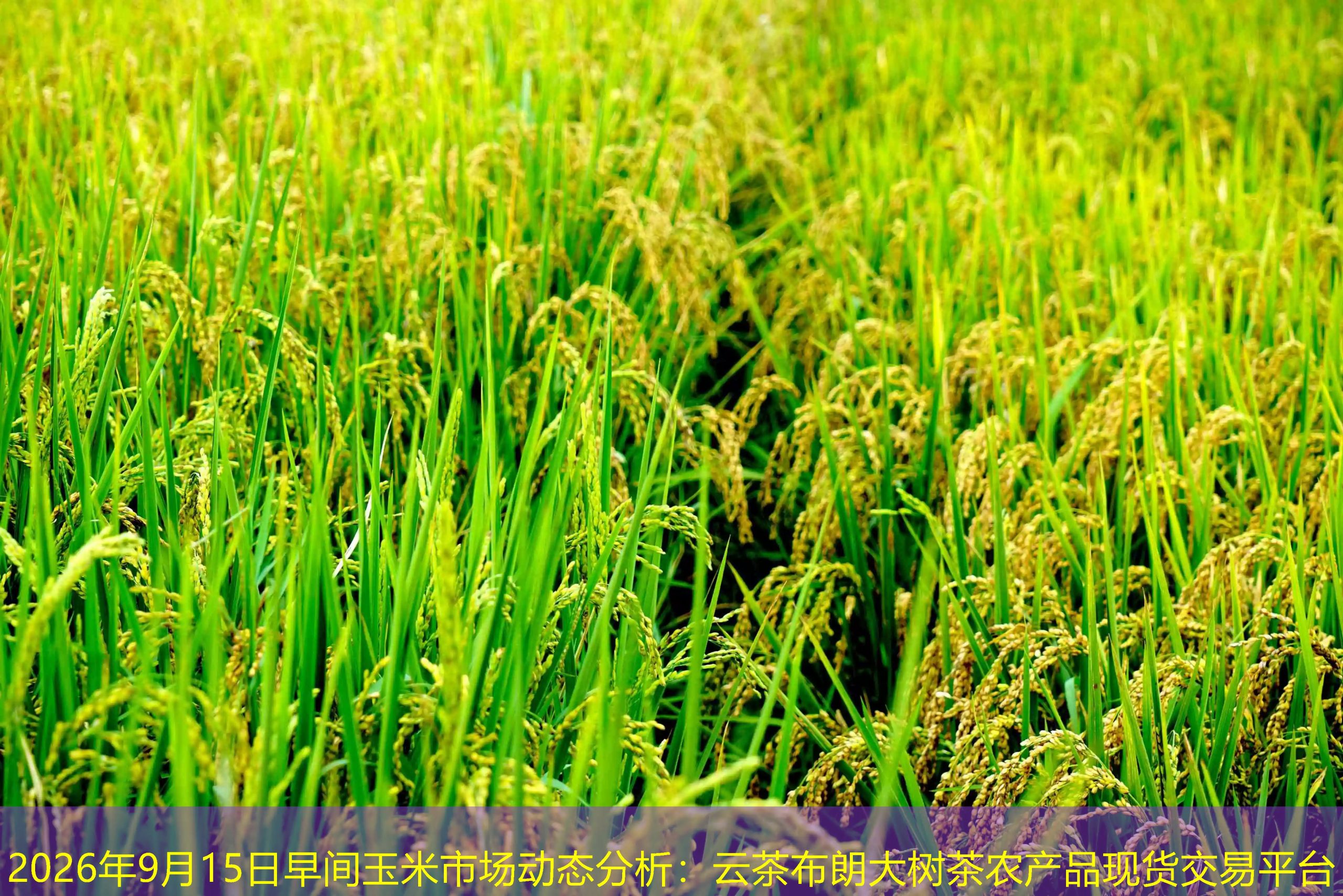 2026年9月15日早间玉米市场动态分析：云茶布朗大树茶农产品现货交易平台