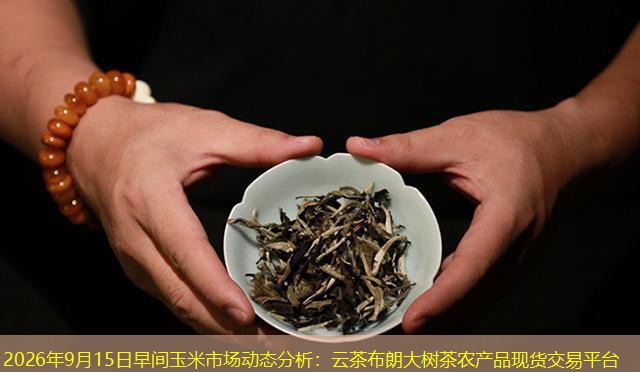 2026年9月15日早间玉米市场动态分析