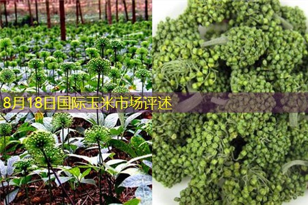 8月18日国际玉米市场评述