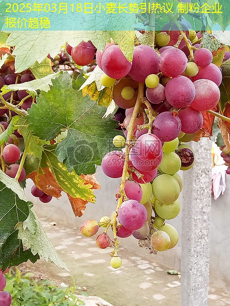 2025年03月18日小麦长势引热议 制粉企业报价趋稳