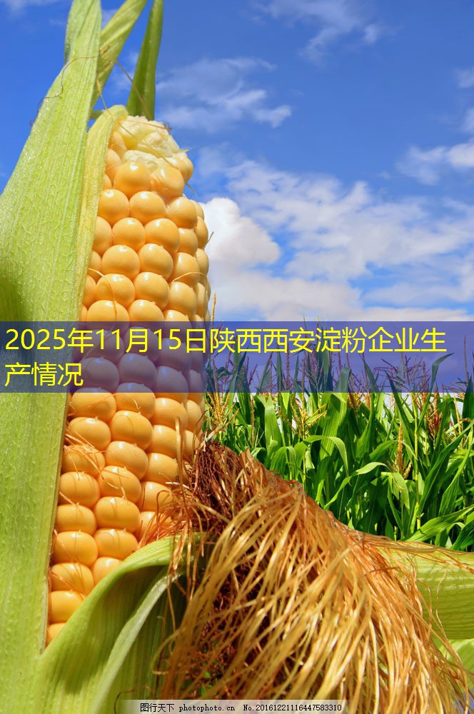 2025年11月15日陕西西安淀粉企业生产情况