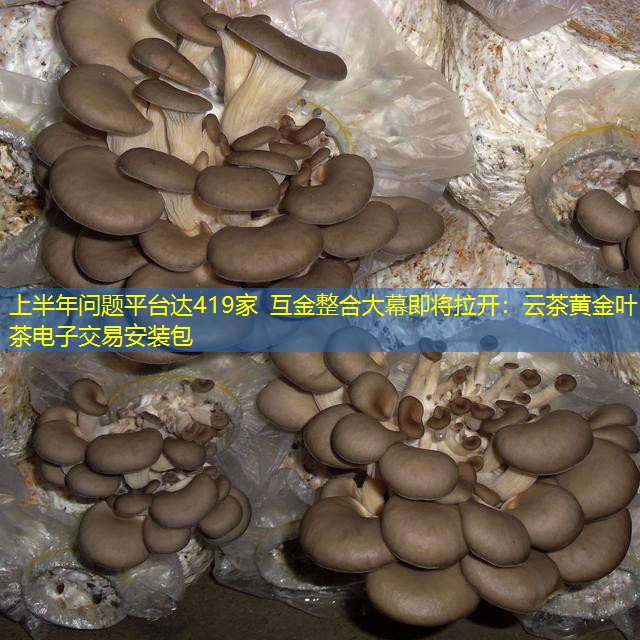 上半年问题平台达419家 互金整合大幕即将拉开：云茶黄金叶茶电子交易安装包