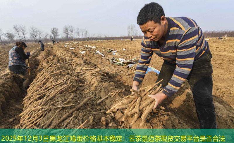 2025年12月3日黑龙江鸡蛋价格基本稳定：云茶景迈茶现货交易平台是否合法